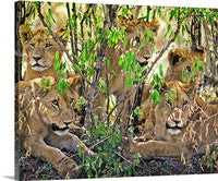 Lion Cubs, Tanzania, Africa Canvas