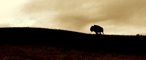 Lone Buffalo