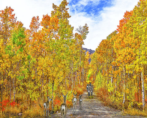 Autumn Color and Deer Run, Eastern Sierras, California Metal Print
