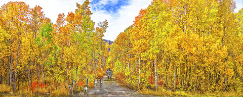 Autumn Color and Deer Run, Eastern Sierras, California