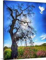 Mystery Tree, California Oak Canvas