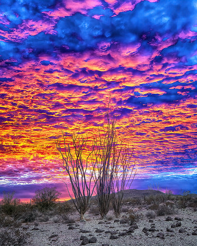 Ocotillo Sky, Arizona