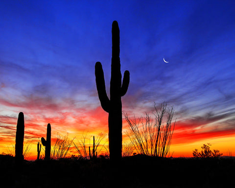 Saguaro, Ocotillo and Crescent Moon, Sonoran Desert, Arizona Metal Print