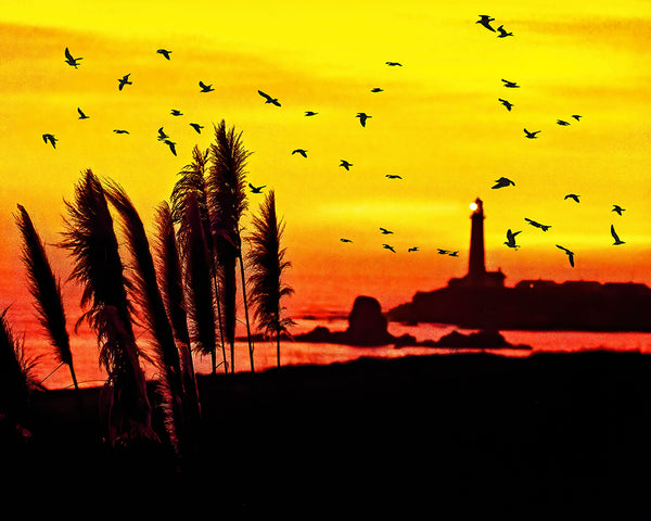 Pigeon Point Lighthouse Sunset Standard Art Print