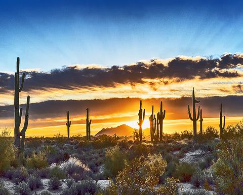 Saguaro Sunrise, Arizona Metal Print