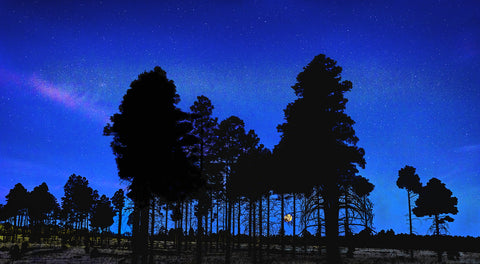 Full Moon Through the Trees Panoramic, White Mountains, Eastern Arizona Metal Print
