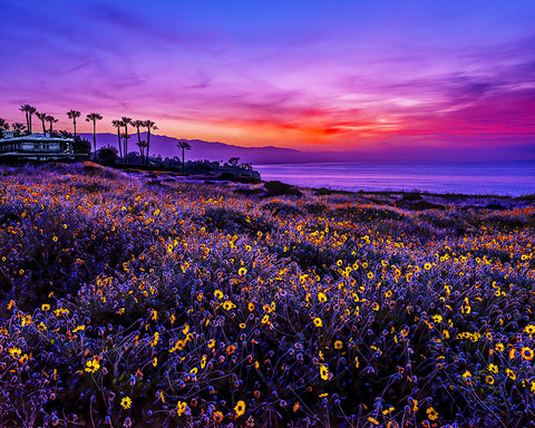 Point Dume Sunrise Sunflowers, California