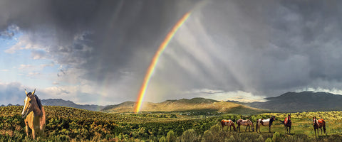 Rainbow Horses, Wild Horses, Nevada Panoramic Metal Print