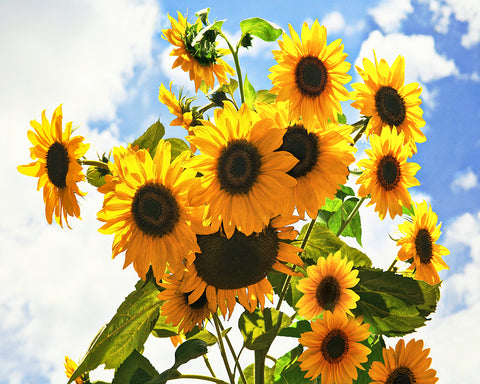 Reach for the Sky, Sunflowers, the Happy Flower Metal Print