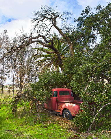 Red Chevy Under the Trees Standard Art Print