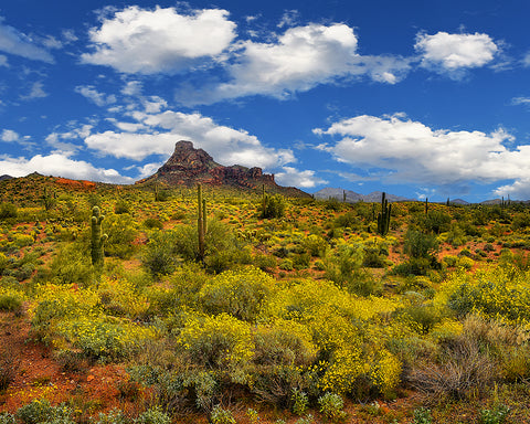 Red Mountain Springtime, Arizona