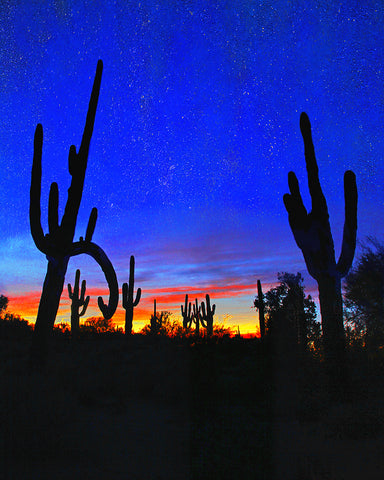 Saguaro and Stars, Arizona