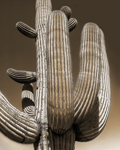 Saguaro Closeup, Arizona Standard Art Print
