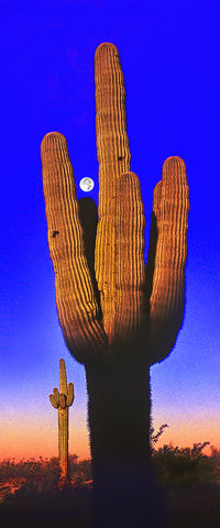 Saguaro Moon Panoramic, Arizona Metal Print