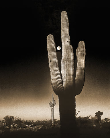 Saguaro Moon Sepia, Arizona Metal Print