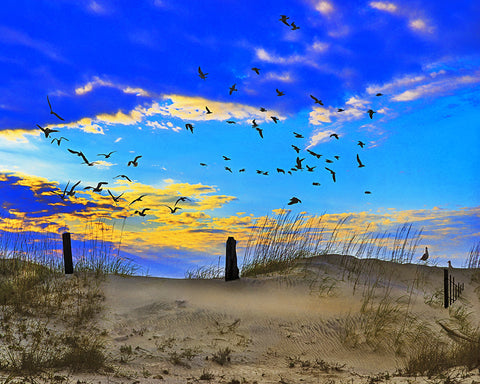 Dunes, Grass and Gulls, Sunrise, South Carolina