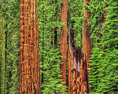 Sequoia Redwoods Metal Print