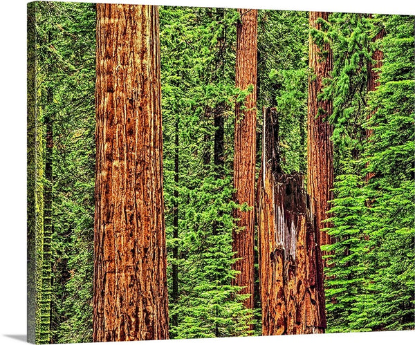Sequoia Redwoods Canvas