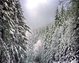 Snow Trees Metal Print