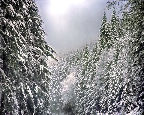 Snow Trees, Sequoia-Kings Canyon National Park, California