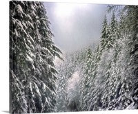 Snow Trees Canvas