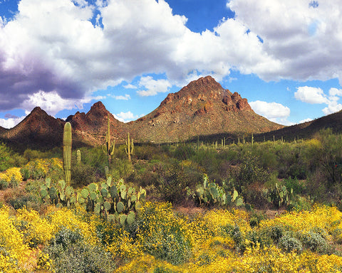 Sonoran Desert Springtime, Arizona