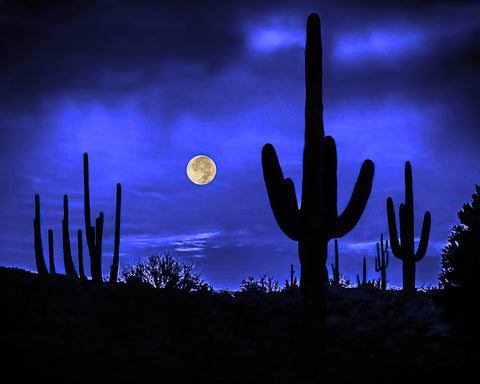 Full Moon and Saguaros, Sonoran Desert Metal Print