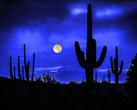 Full Moon and Saguaros, Sonoran Desert, Arizona