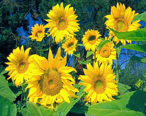 Sunflowers, The Happy Flower Standard Art Print