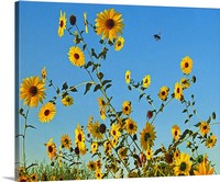 BEE LEAVE in Sunflowers, The Happy Flower Canvas