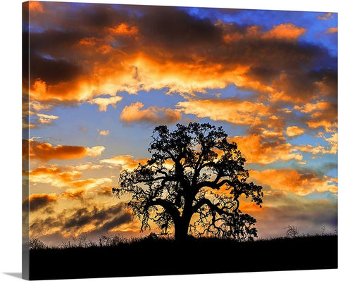 Sunrise Oak Horizontal, Paso Robles, Central Coast California Canvas