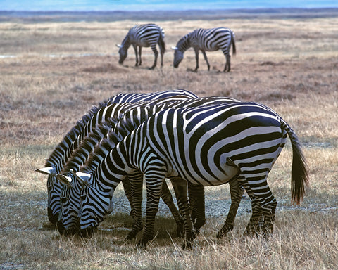 Zebra Three, Zebra Two, Africa