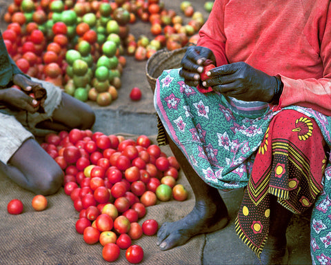 TomaTOES, Nairobi Marketplace, Kenya