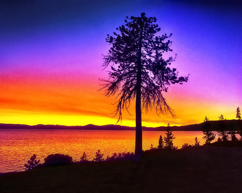 Tree Lake Sunset, Lake Tahoe Metal Print