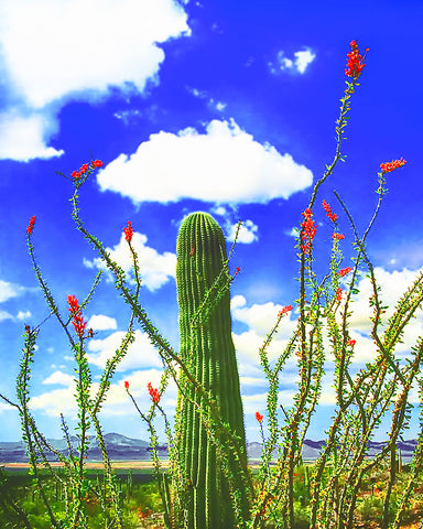 Saguaro and Ocotillo, Sonoran Desert, Arizona Metal Print