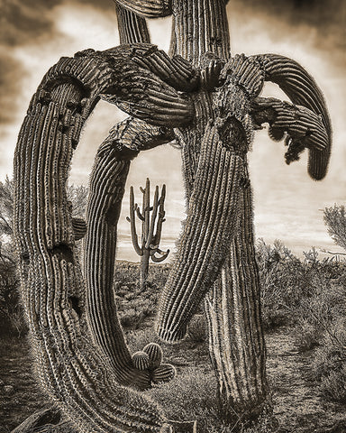 Twisted Saguaro Sepia, Arizona