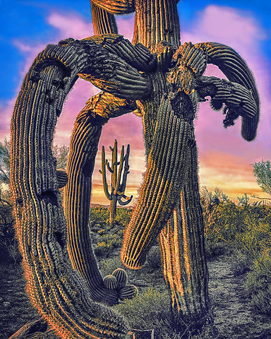 Twisted Saguaro, Arizona