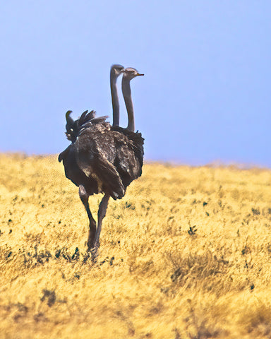 Two Headed Ostrich, Tanzania
