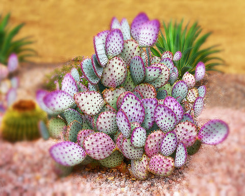 Vibrant Cactus