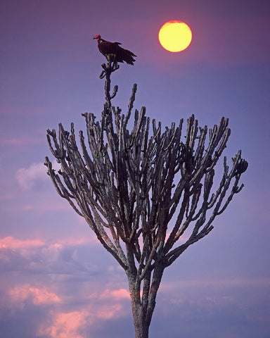 Vulture Sunset, Africa