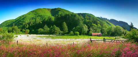 White Flower Meadow, Oregon/California
