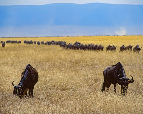 Wildebeest Migration, Africa
