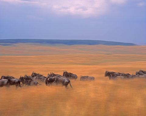 Wildebeest Run Migration, Africa