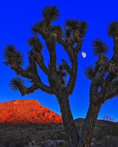 Joshua Tree and Moon, Gold Butte National Monument, Nevada