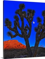 Joshua Tree and Moon Canvas