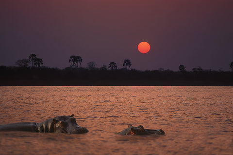 Zambezi River and Hippos at Sunset, Africa