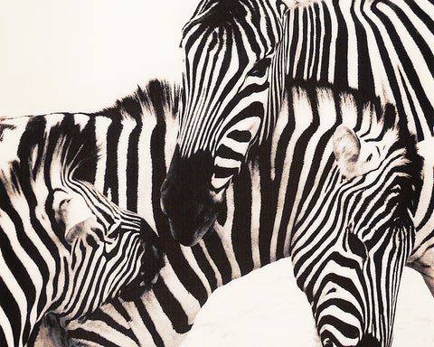 Zebras, Kenya