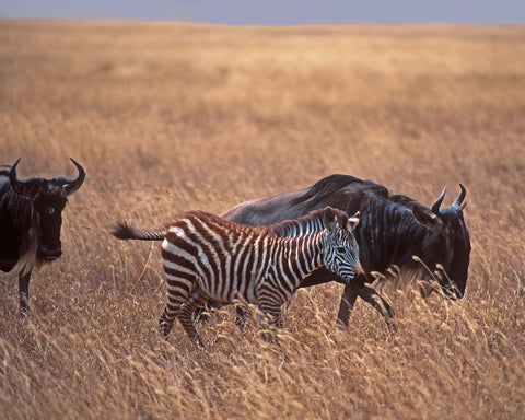 Zebra and Wildebeest Migration, Africa